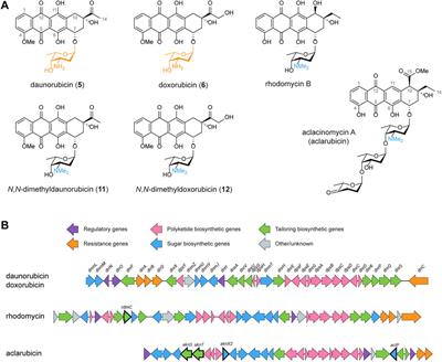 Metabolic engineering of Streptomyces peucetius for biosynthesis of N,N-dimethylated anthracyclines